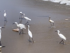 Egretta garzetta