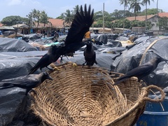 Corvus splendens
