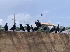 Corvus splendens