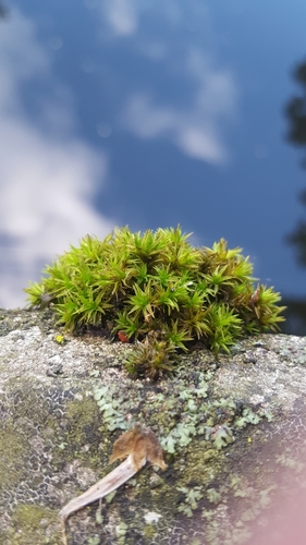 Wood Bristle-moss