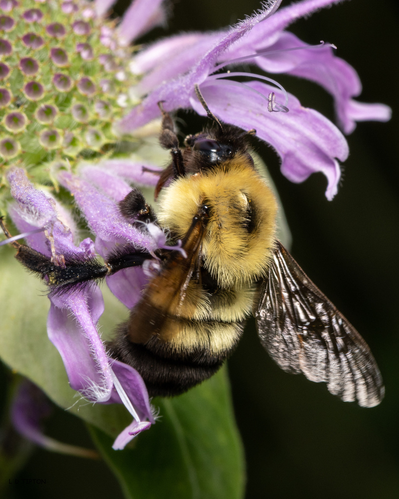 Two-spotted Bumble Bee