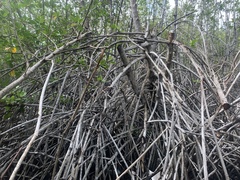 Rhizophora mucronata