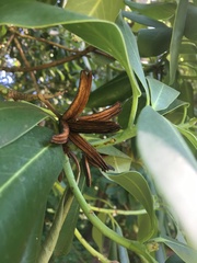 Rhododendron × hybridum