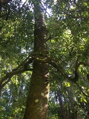 Rhododendron × hybridum