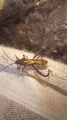 Mirperus jaculus