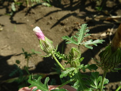 Hibiscus trionum