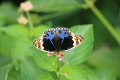 Junonia orithya swinhoei