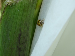 Propylea quatuordecimpunctata