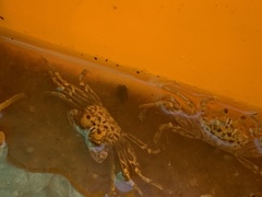Brachyura