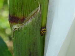 Propylea quatuordecimpunctata