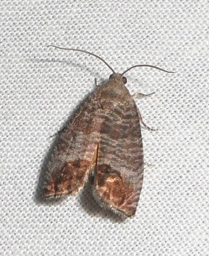 Codling Moth