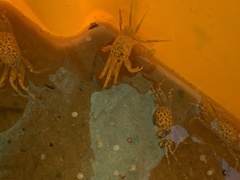 Brachyura