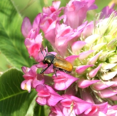 Labidostomis longimana