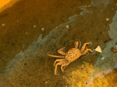 Brachyura