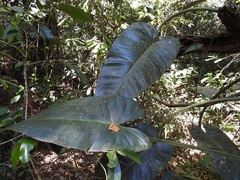 Philodendron sagittifolium