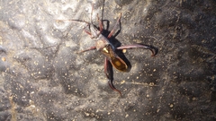 Mirperus jaculus