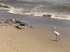 Egretta garzetta