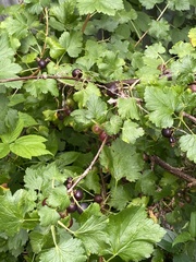 Ribes