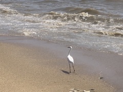 Egretta garzetta