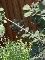 Libellula croceipennis