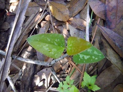 Smilax bona-nox image