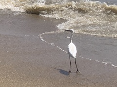 Egretta garzetta