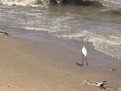 Egretta garzetta
