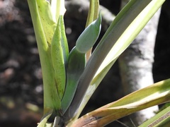 Philodendron sagittifolium