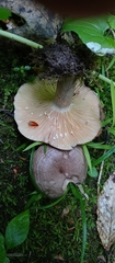 Lactarius hibbardiae