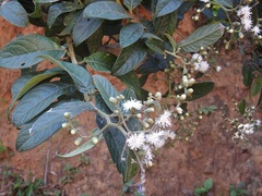 Lepidaploa canescens