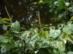 Antidesma montanum