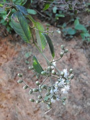 Lepidaploa canescens