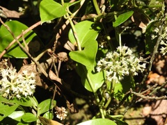 Mikania leiostachya