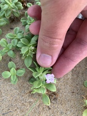 Hydrophylax maritima