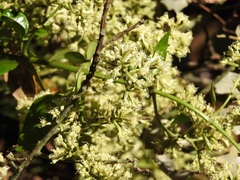 Mikania leiostachya