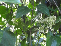 Mikania leiostachya
