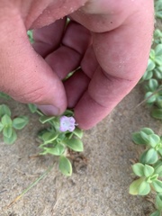 Hydrophylax maritima