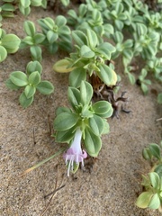 Hydrophylax maritima