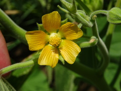 Abutilon theophrasti
