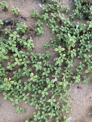 Hydrophylax maritima