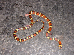 Mexican Kingsnake photo 4