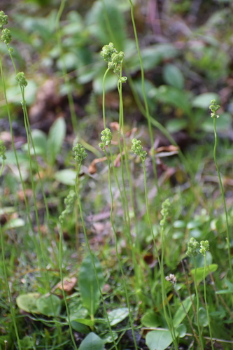 Scotch false asphodel (Tofieldia pusilla)