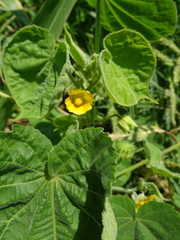 Abutilon theophrasti