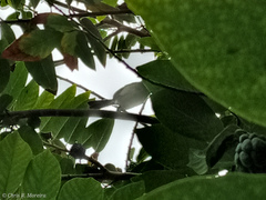 Polioptila bilineata