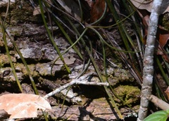 Tillandsia butzii