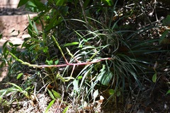 Tillandsia elusiva
