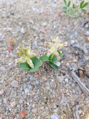 Lachenalia undulata