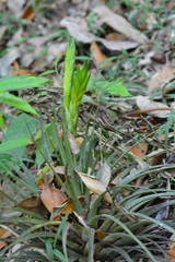 Tillandsia flavobracteata