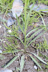 Phyteuma betonicifolium