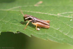 Melanoplus gracilis